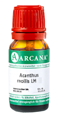 ACANTHUS mollis LM 1 Dilution