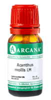 ACANTHUS mollis LM 12 Dilution