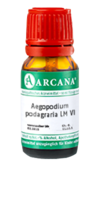 AEGOPODIUM podagraria LM 6 Dilution