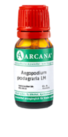 AEGOPODIUM podagraria LM 120 Dilution