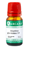 AILANTHUS GLANDULOSA LM 12 Dilution