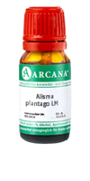 ALISMA plantago LM 4 Dilution